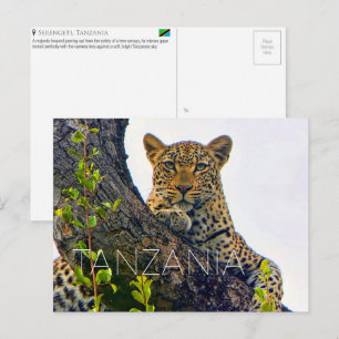 Leopard in Serengeti, Tanzania Travel Postcard