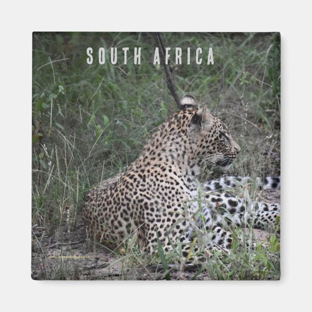 Leopard in South Africa Magnet (Front)