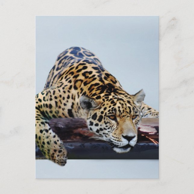 Leopard in the tree II Postcard (Front)