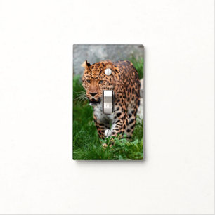 Leopard in the wild light switch cover