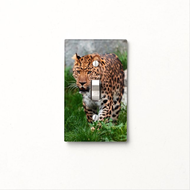 Leopard in the wild light switch cover (In Situ)