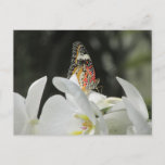Leopard Lacewing Butterfly on White Orchid Postcar Postcard