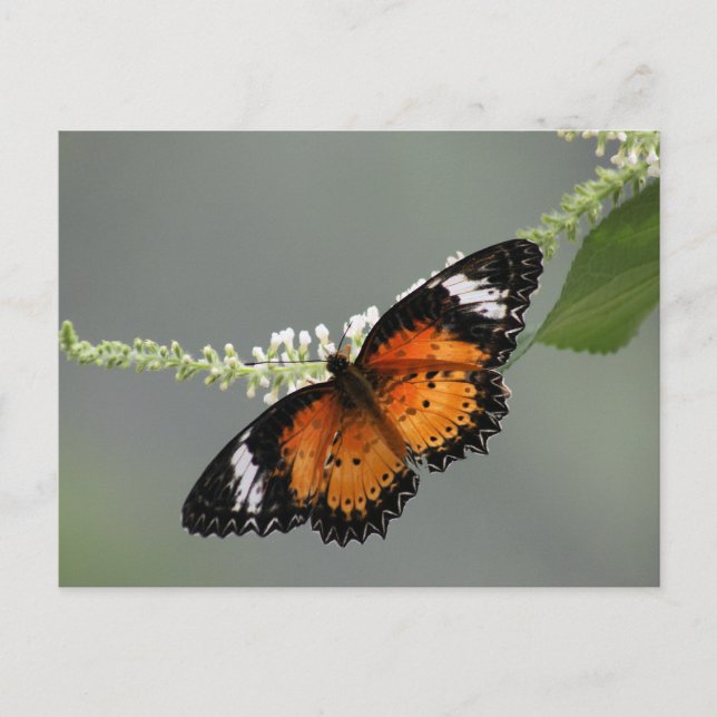 Leopard Lacewing Postcard (Front)