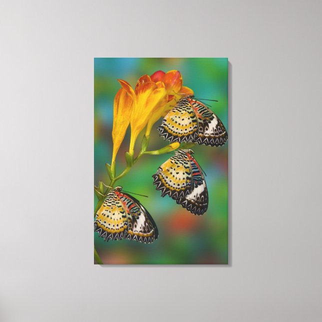 Leopard Lacewing tropical butterflies (Cethosia Canvas Print (Front)