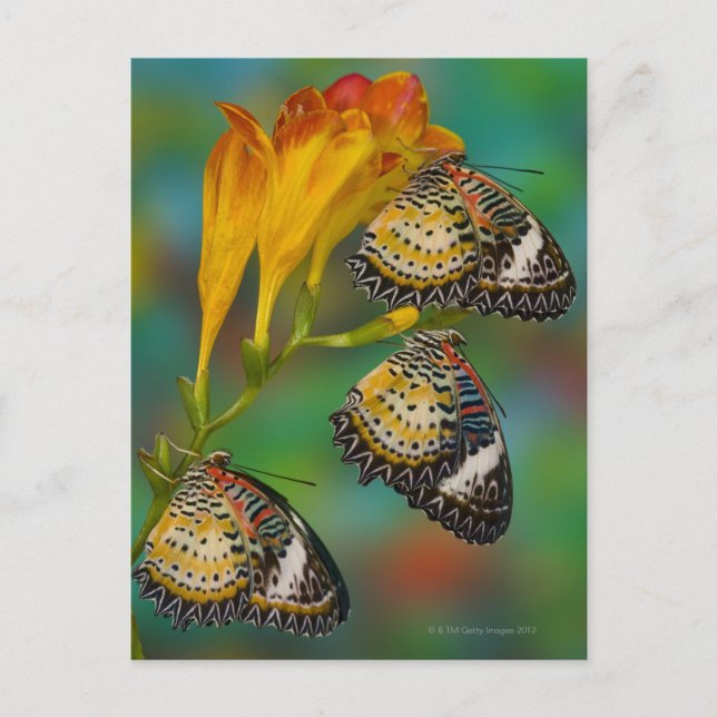 Leopard Lacewing tropical butterflies (Cethosia Postcard (Front)