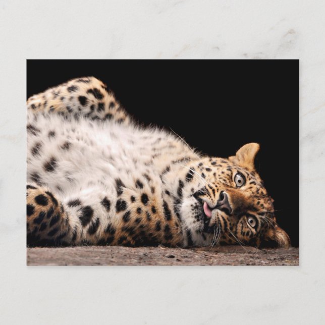 Leopard Laying on her Back Postcard (Front)