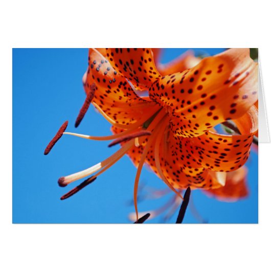 Leopard lily cards (Front Horizontal)