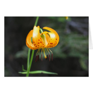 Leopard lily, Sequoia National Park Cards