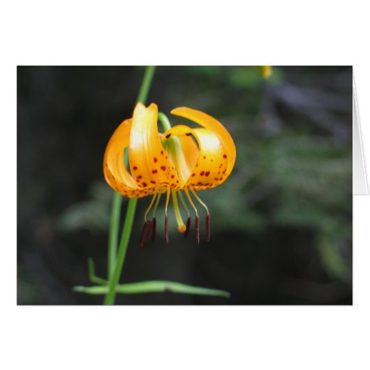 Leopard lily, Sequoia National Park Cards (Front Horizontal)