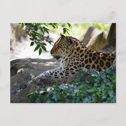 Leopard lying on rock postcard