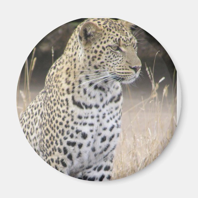 leopard magnet (Front)