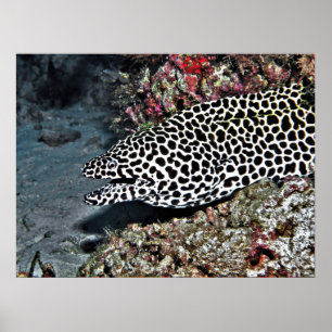 Leopard Moray Eel Poster