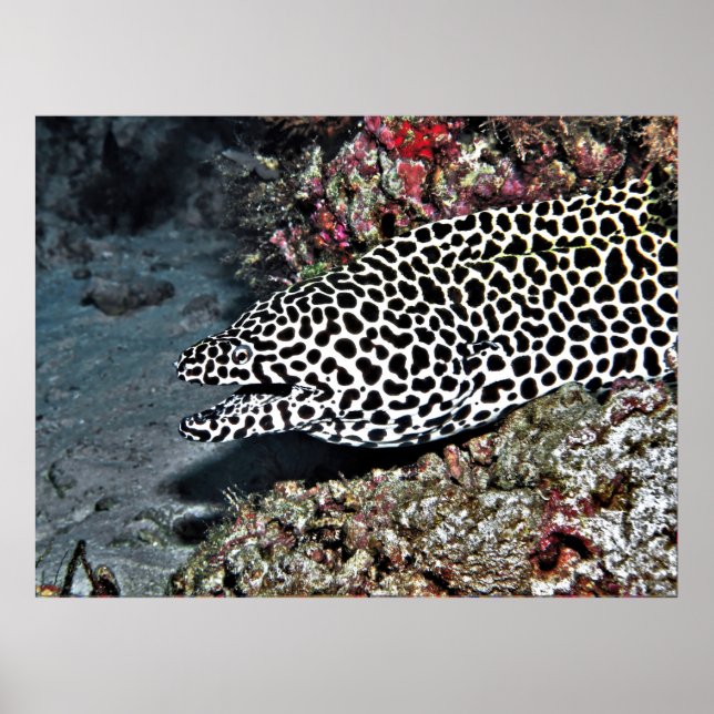 Leopard Moray Eel Poster (Front)