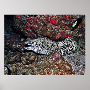 Leopard Moray Poster