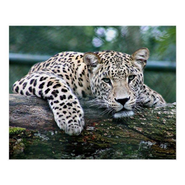 Leopard on a Log Poster (Front)