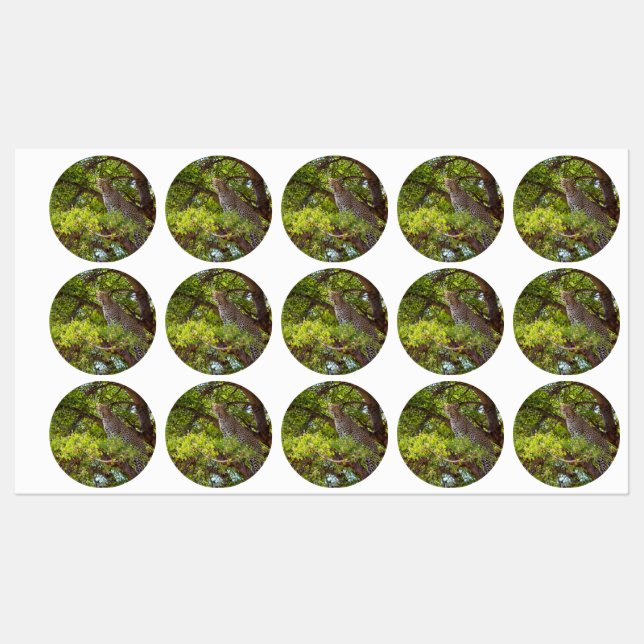 Leopard on a tree labels (Sheet)