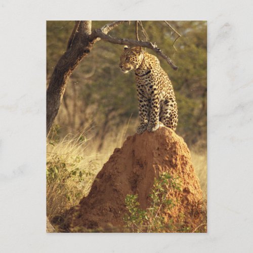 Leopard on Termite Mound in Namibia Postcard