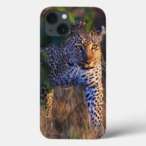 Leopard Panthera Pardus as seen in the Masai iPhone 13 Case