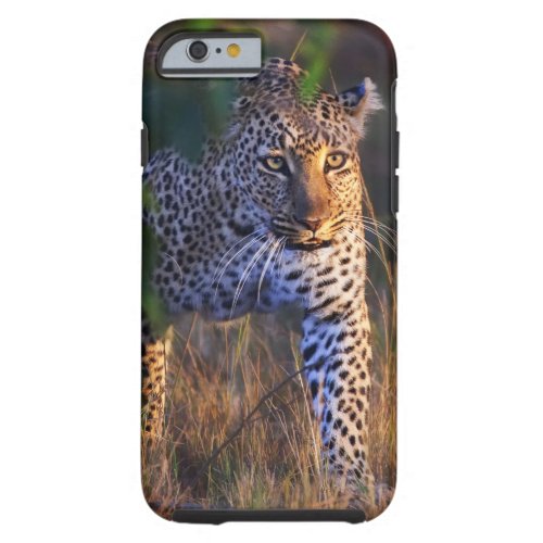Leopard Panthera Pardus as seen in the Masai Tough iPhone 6 Case