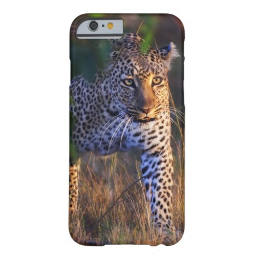 Leopard Panthera Pardus as seen in the Masai Barely There iPhone 6 Case