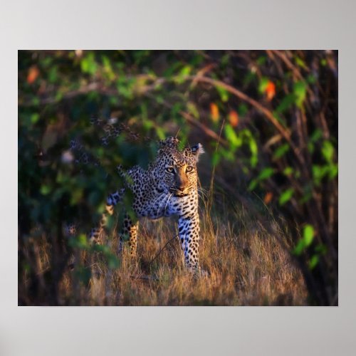 Leopard Panthera Pardus as seen in the Masai Poster