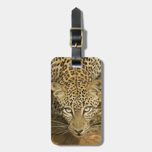 Leopard Panthera pardus drinking from a Luggage Tag
