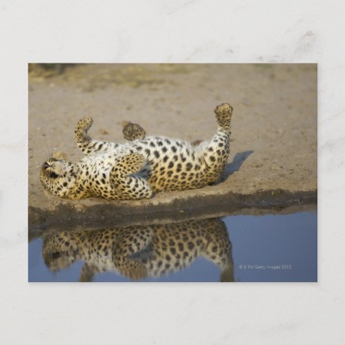 Leopard Panthera pardus female rolling on Postcard