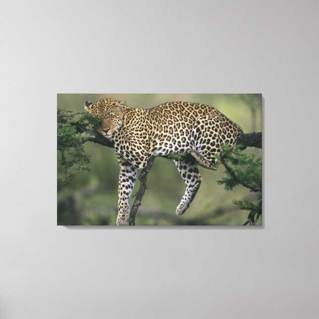 Leopard, (Panthera pardus), Kenya, Masai Mara Canvas Print (Front)