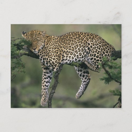 Leopard Panthera pardus Kenya Masai Mara Postcard