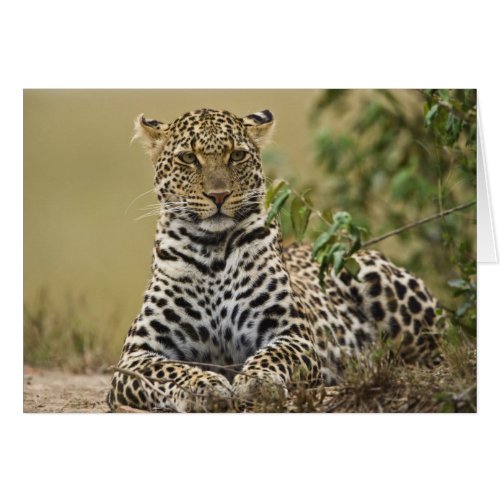Leopard Panthera pardus Masai Mara Game