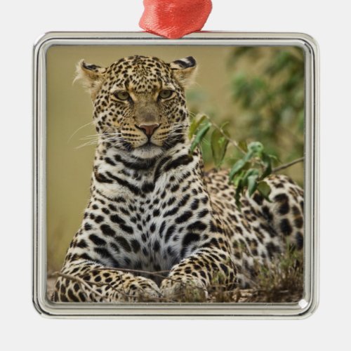 Leopard Panthera pardus Masai Mara Game Metal Ornament