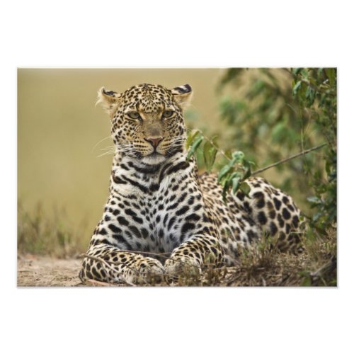 Leopard Panthera pardus Masai Mara Game Photo Print