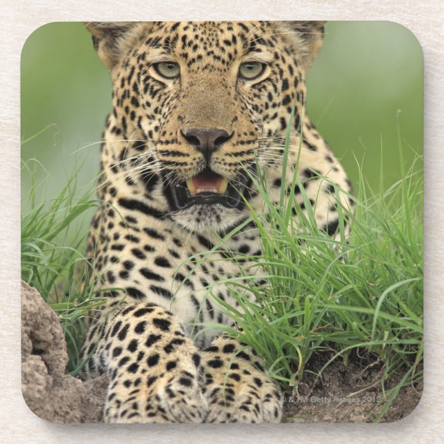 Leopard, Panthera pardus, Sabi Sabi Game Drink Coaster (Front)