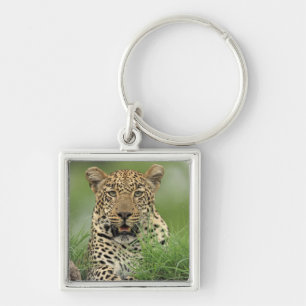 Leopard, Panthera pardus, Sabi Sabi Game Keychain