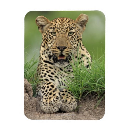 Leopard Panthera pardus Sabi Sabi Game Magnet