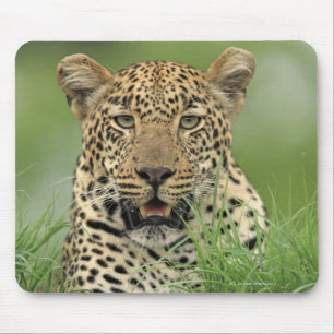 Leopard, Panthera pardus, Sabi Sabi Game Mouse Pad