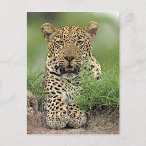 Leopard Panthera pardus Sabi Sabi Game Postcard