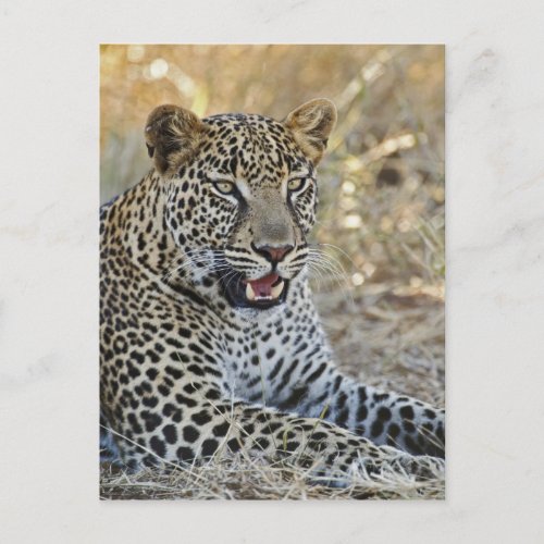 Leopard Panthera pardus Samburu Game Postcard