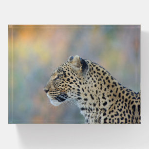 Leopard Paperweight
