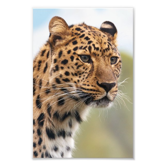 Leopard Photo (Front)