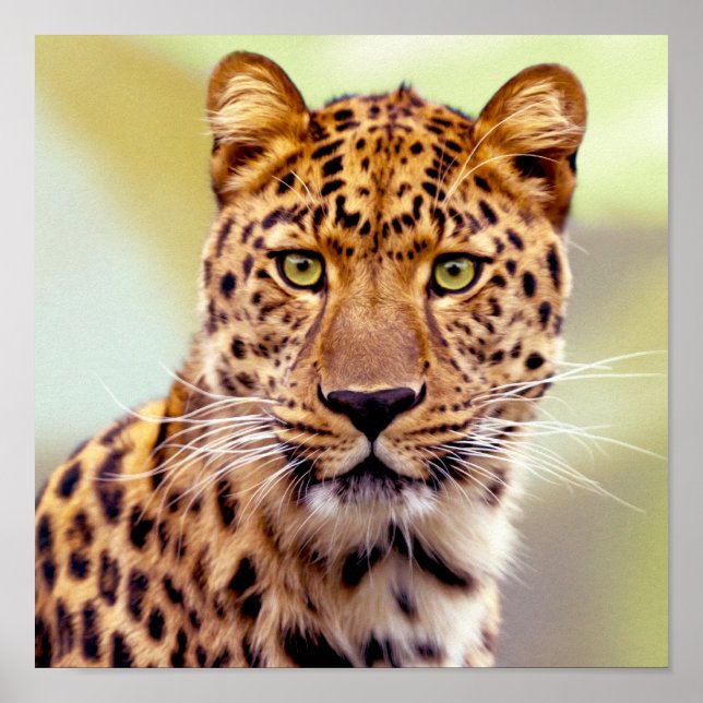 Leopard Photograph Poster (Front)
