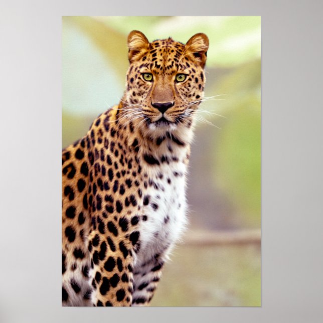 Leopard Photograph Poster (Front)