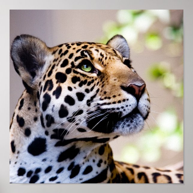 Leopard Photograph Poster (Front)