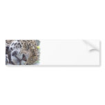 Leopard Picture Bumper Sticker