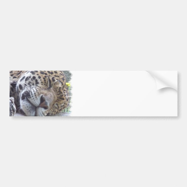Leopard Picture Bumper Sticker (Front)