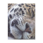 Leopard Picture Postcard