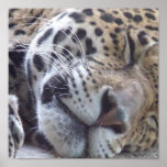 Leopard Picture Print