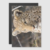 Leopard portrait (Front/Back)