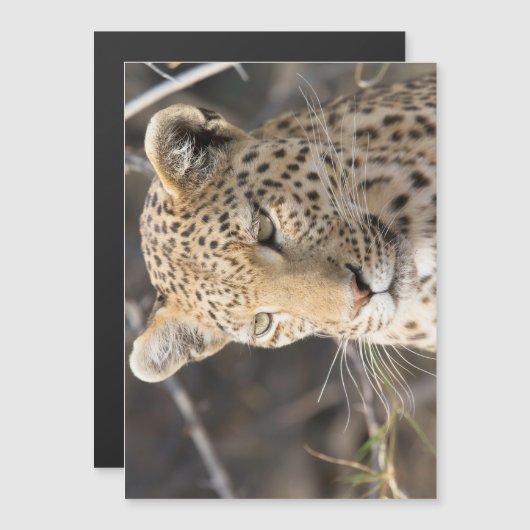 Leopard portrait (Front/Back)