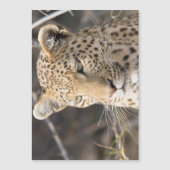 Leopard portrait (Front)